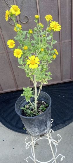 planta de arnica