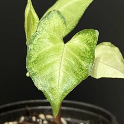arrowhead plant (Syngonium
