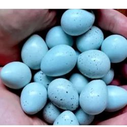Huevos  Azules Fértiles De Codornices 