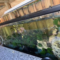 Massive Aquarium For Sale