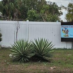 Free Agave Pups You Dig