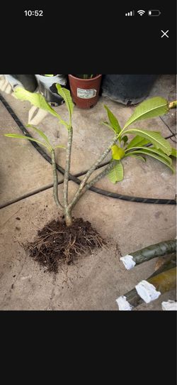 Cutting plumeria