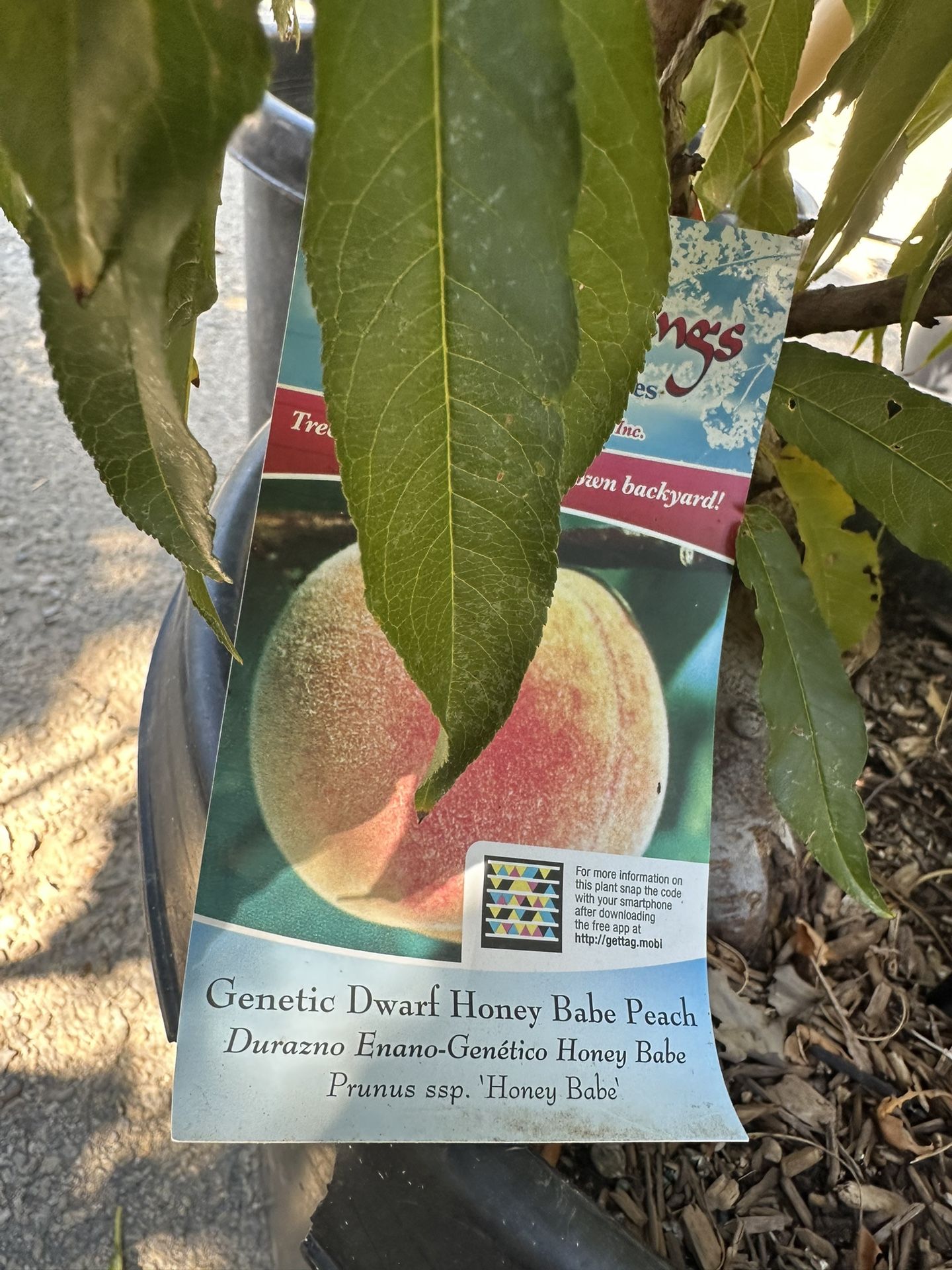Dwaft Honey Babe Peach tree 15gal size