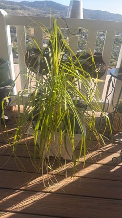 Ponytail Palm Plant in White Pot