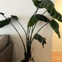 House Plant