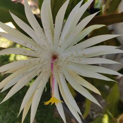 Orchid Cactus 