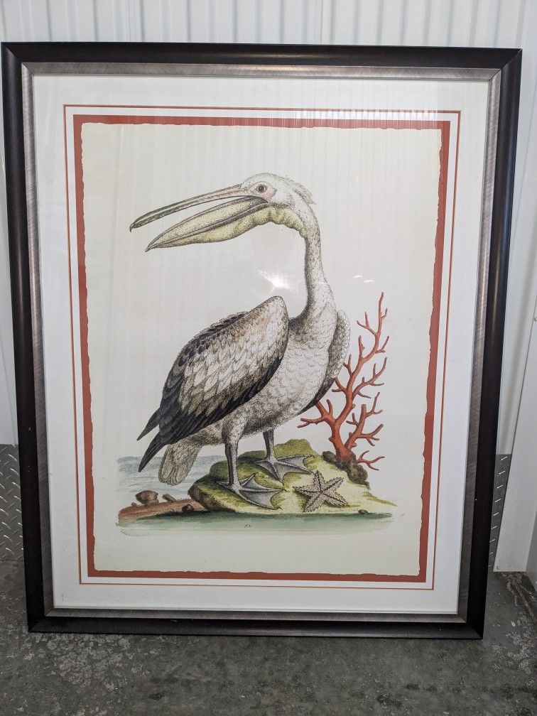 The Great Pelican 