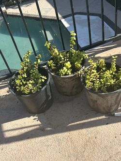 Elephant food Plants