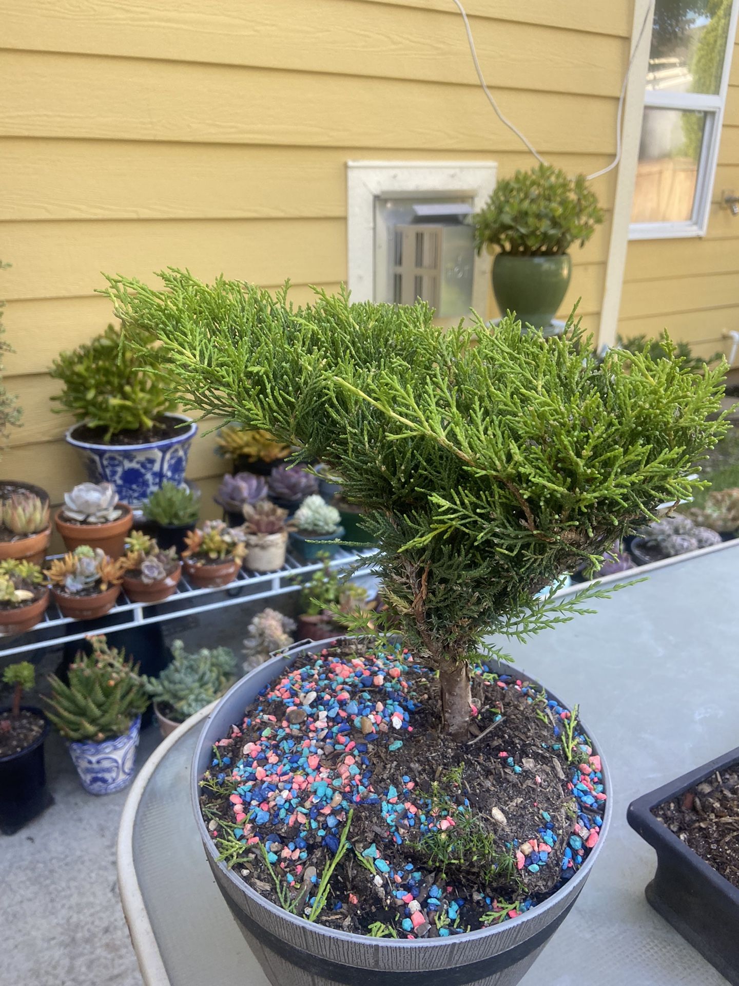 Potted Plant