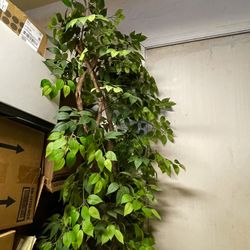 Silk Ficus- three stalks in whitewash square wood planter