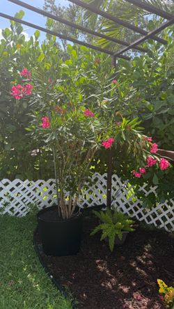 Large Mature Pink Oleander – Approx. 6 Ft Tall – Delivery Available