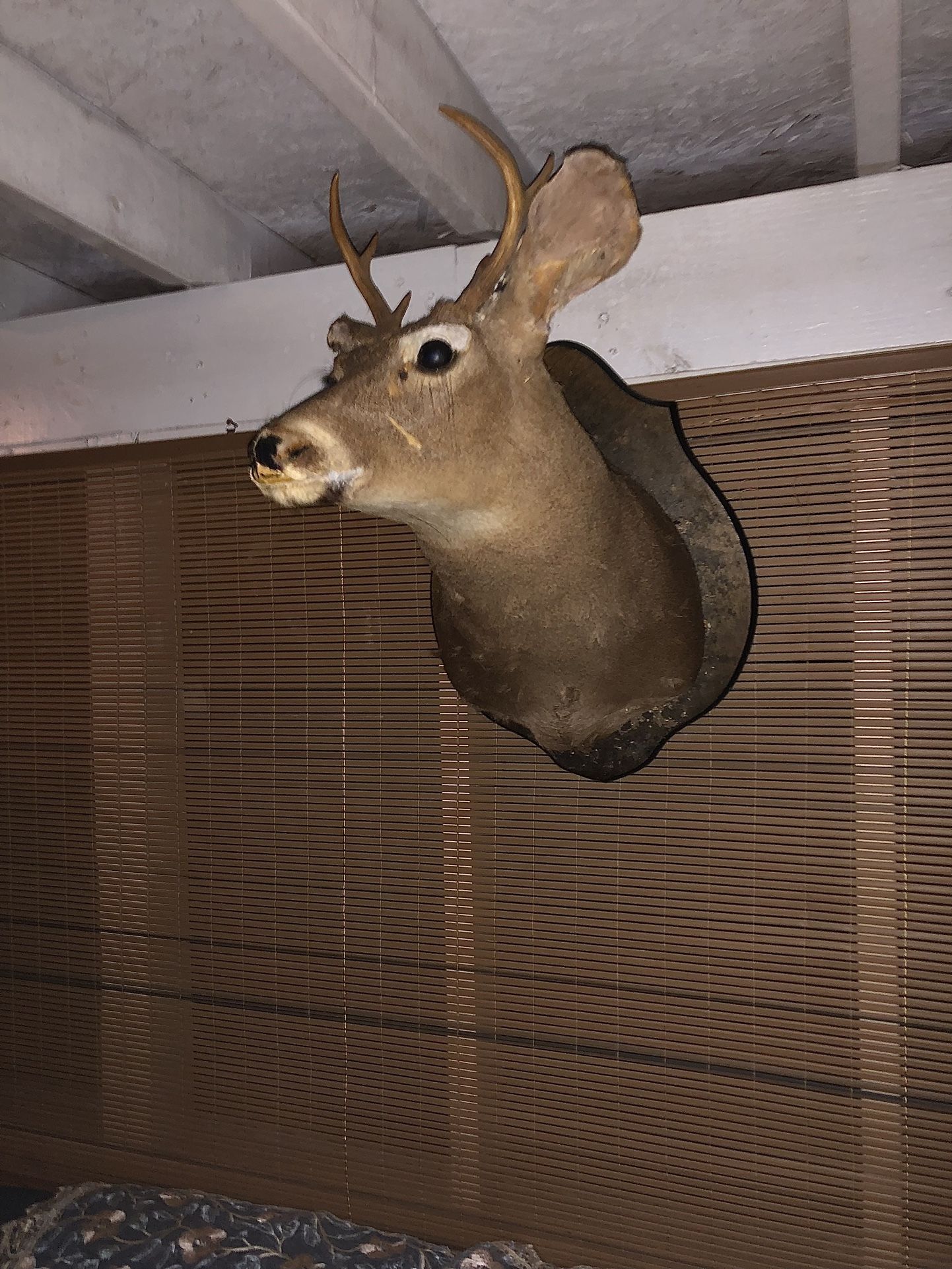 Deer Head 6 Point