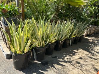 Furcraea plant 15 gal