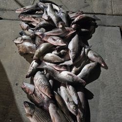Fish For Sales