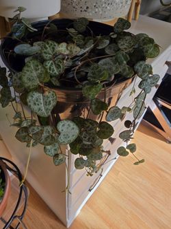 String of Heart Live Plant