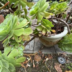 Aeonium Succulent In A Clay Pot