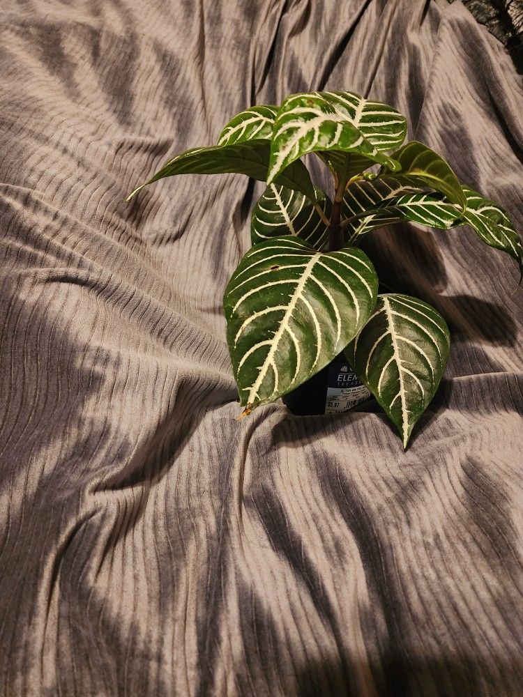 Zebra Plant
