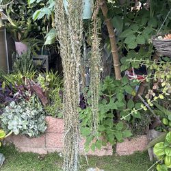 String of Bananas succulent +6ft