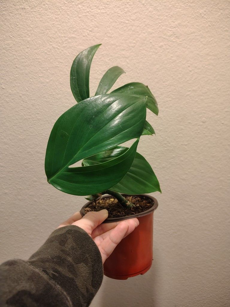 Dragon Tail- Rhaphidophora decursiva