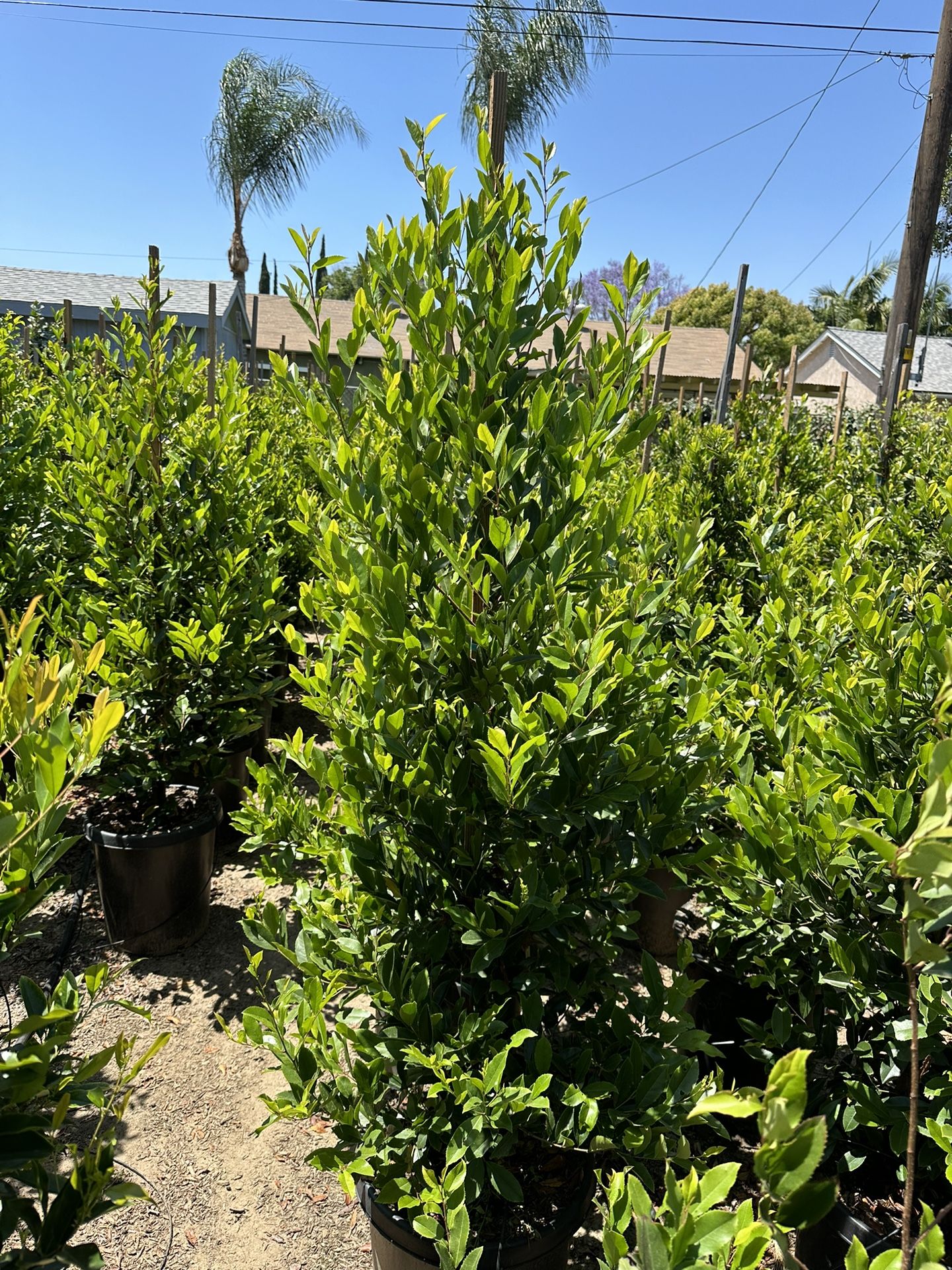 Cherry Laurel Privacy Hedge