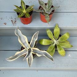 Small Agaves.  Gypsophilia, Attenuatta, Lopantha, Parrassana