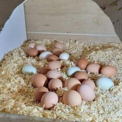 Fresh Eggs 