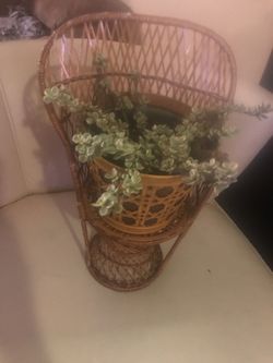 Small leafy secculent .