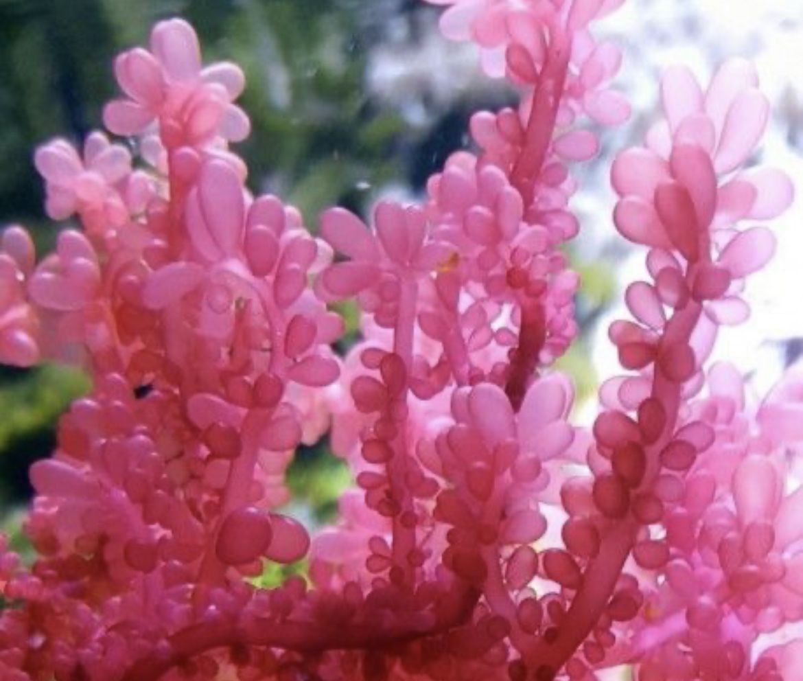 Red Grape Macroalgae Frag For Coral Reef Tank