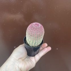 4” Rainbow Cactus