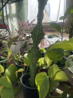 Zigzag Milk tree Plant 🪴