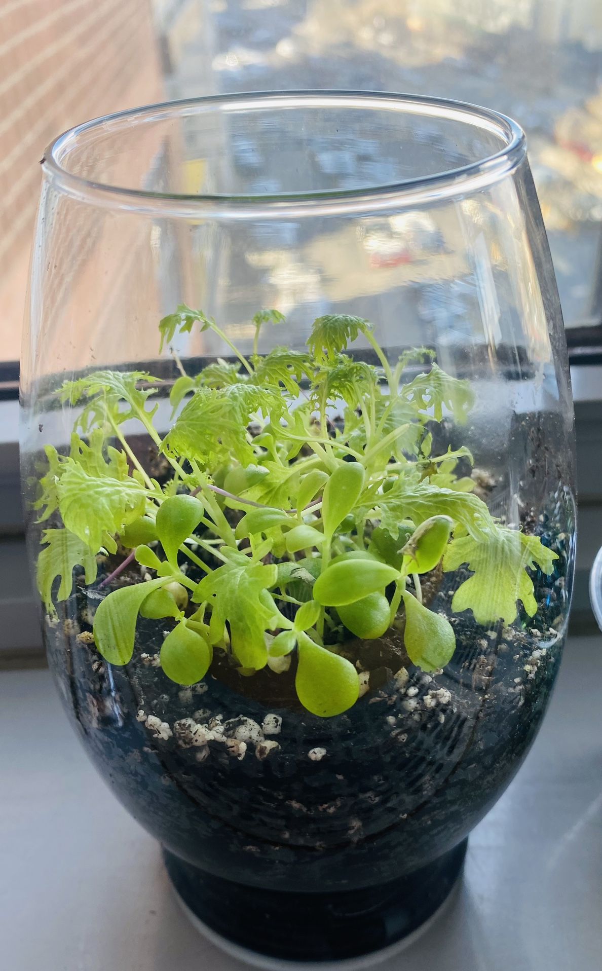 Poted Real Plant In A Glass Vase. Local Delivery Possible 