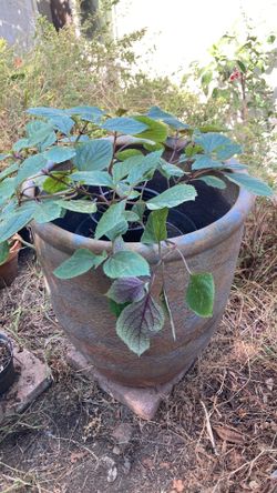 Huge Clay Pot.