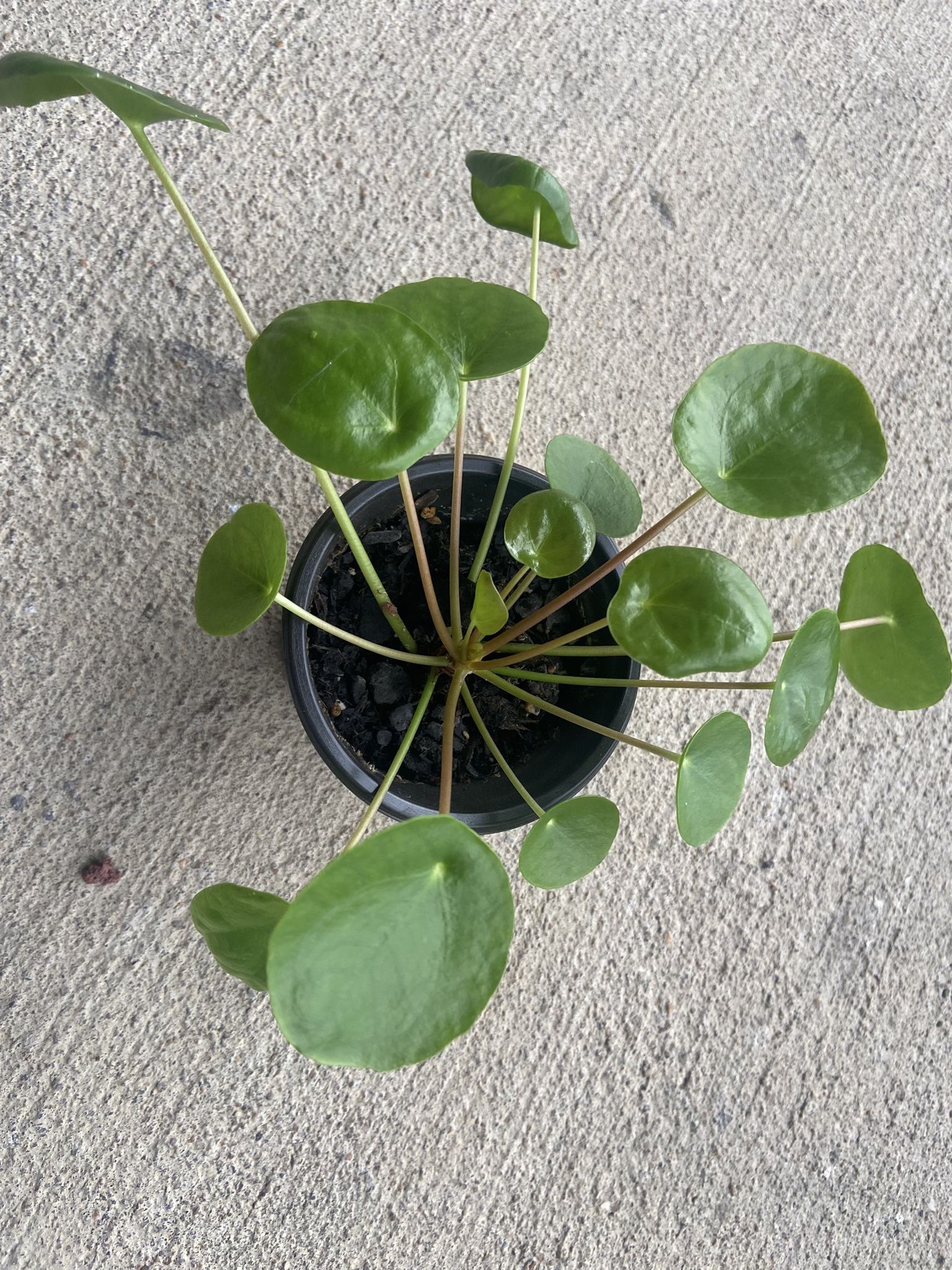 Chinese Money Plant, Pilea Perperomia, UFO Plant 3 In Pot