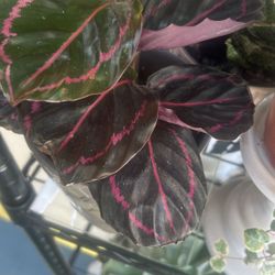 Plants & Affordable Cuttings 