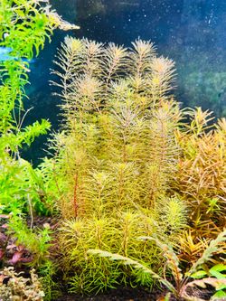 Aquarium plants fish tank plants
