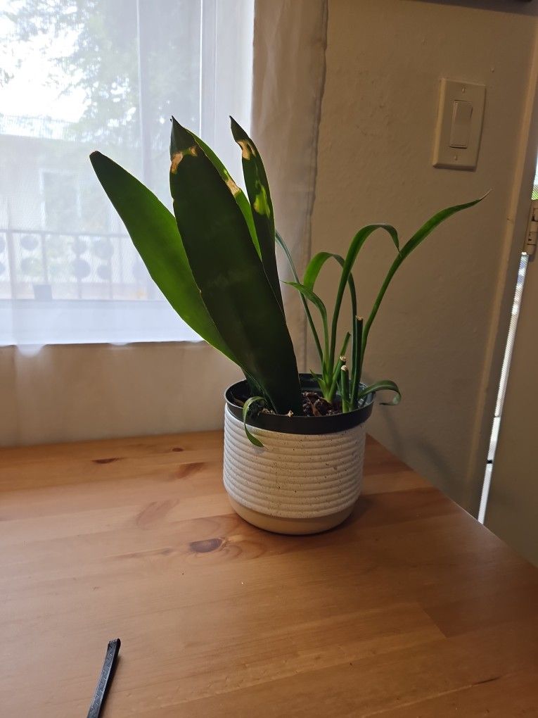 Plant