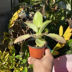 Kalanchoe Daigremontiana MEXICAN HAT plant RARE succulent exotic cactus