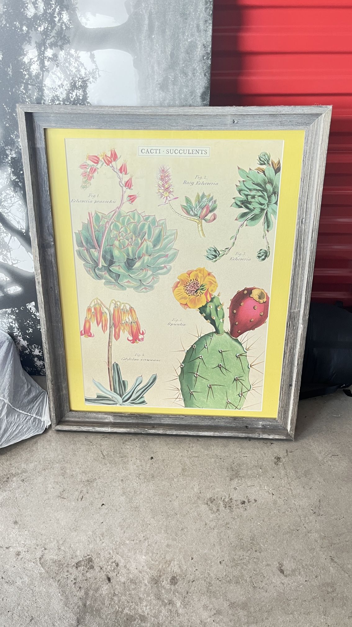 Succulent Picture