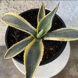 1.5 Gallon Pot of Succulent Plant - Agave Americana Variegated - Rooted & Established Plant - Drought Resistant - 🪴 