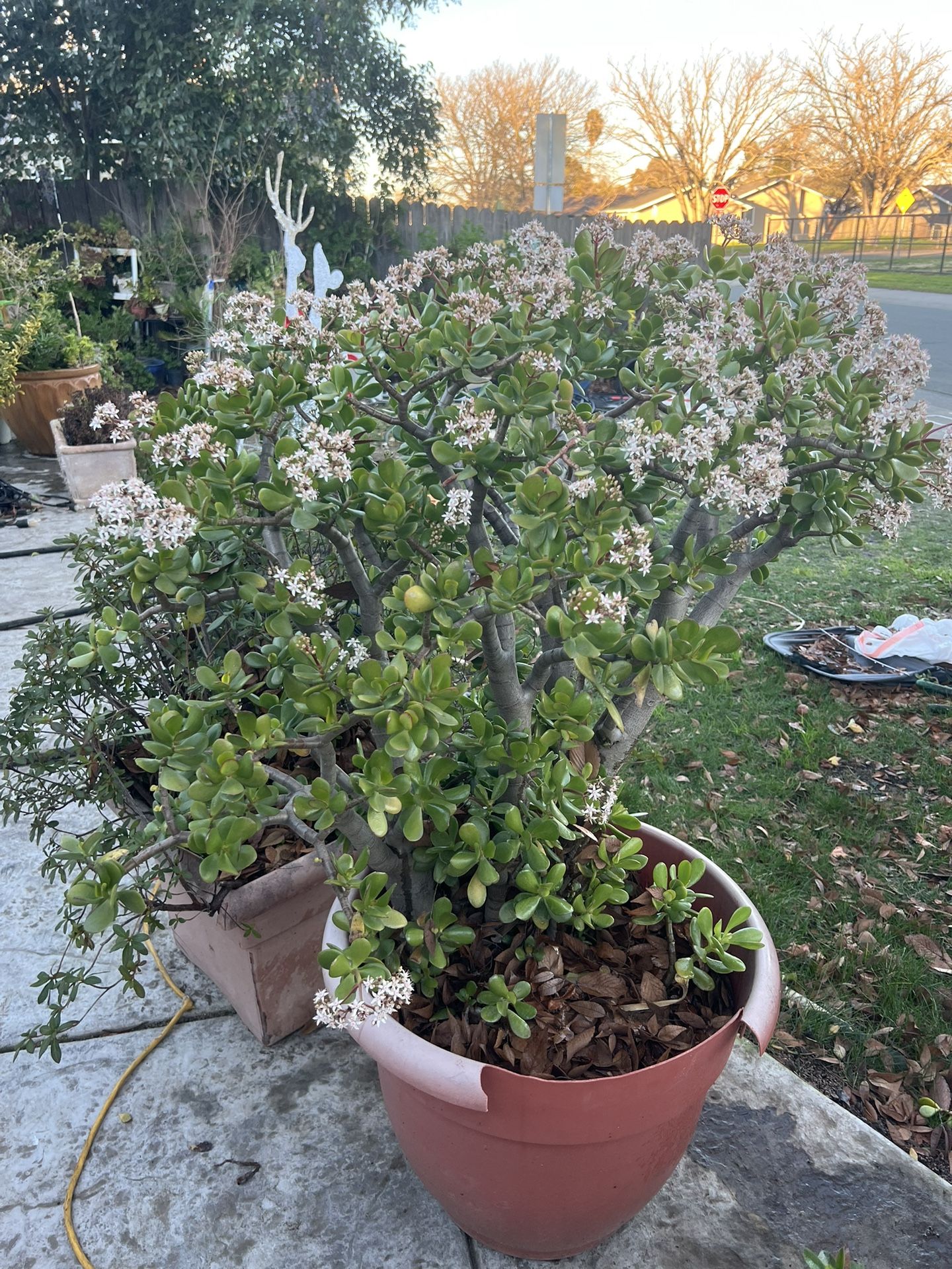 Jade Plant
