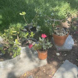 Plants