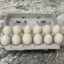 Duck & Chicken Eggs
