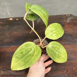 Hoya Sarawak ‘Borneo’ - Shipping Available