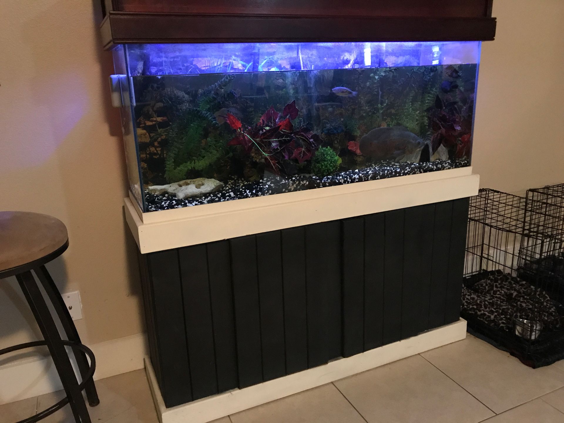 Custom built aquarium with a foot and a half tiger Oscar and plenty more fish