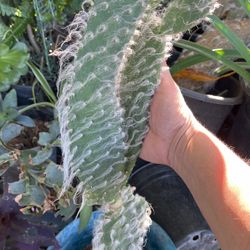 Planta cactus de la viejita