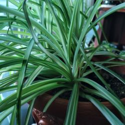 Variegated Spider Plant Large Live Plant