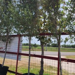 Live Oak Tree 30gallons 12ft Tall 