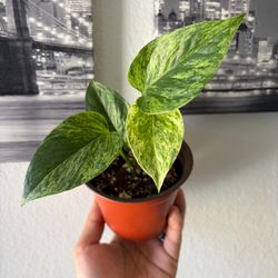 Marble Queen Pothos