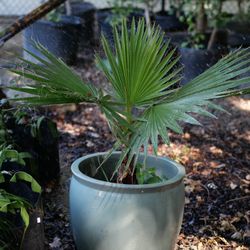 European Fan Palms