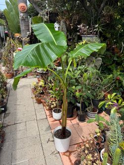 Beautiful Potted Banana Tree